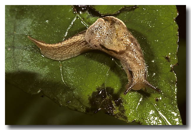 A rainforest slug