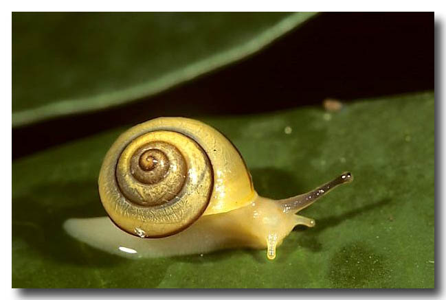 A rainforest snail