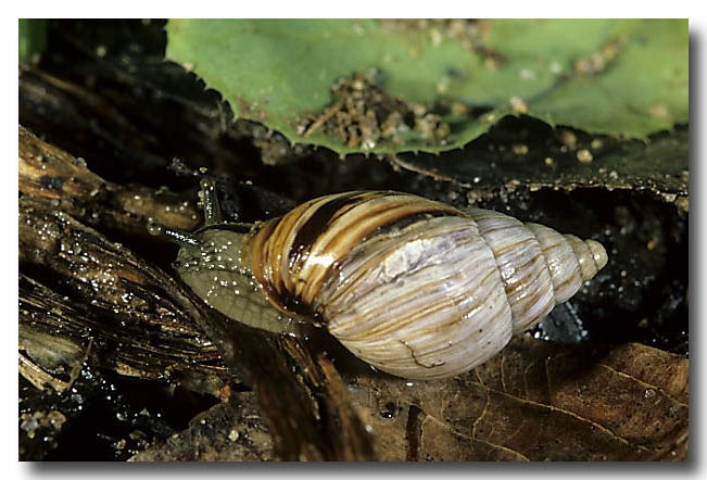 A native land snail