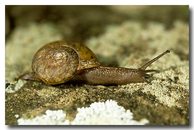 A rainforest snail