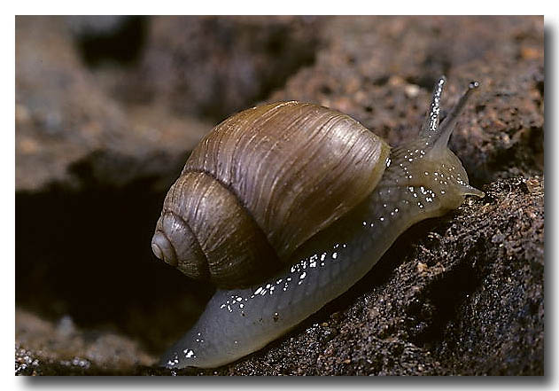 A native land snail