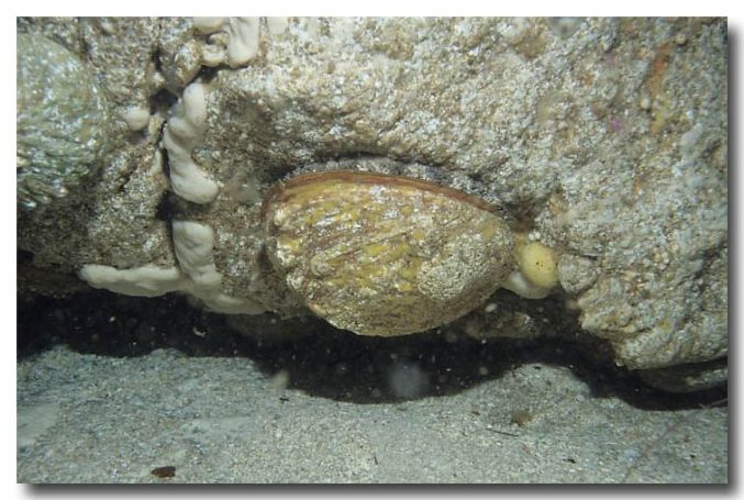 Shell Fishery – Abalone