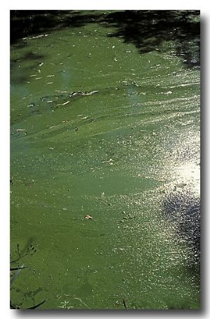 (DS-607) Blue-green Algae
