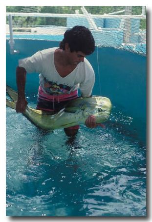 (ZR-019) AGWA fishery – Dolphin Fish