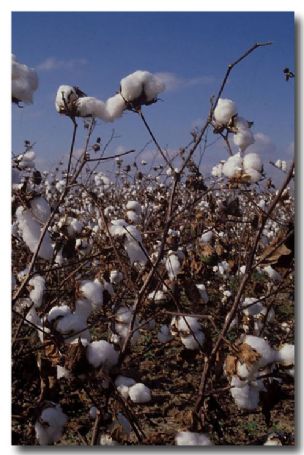 (HH-203) Cotton