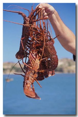 (JS-231) Shell Fishery – Cray fish – Rock Lobster