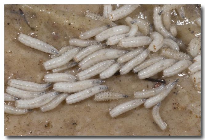 Biodiversity of Blowfly larvae - Lochman TransparenciesLochman  Transparencies