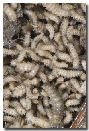Hairy Maggot Blowfly larvae - Lochman TransparenciesLochman Transparencies