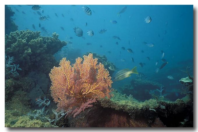 Ningaloo Reef Marine Park – Western Australia