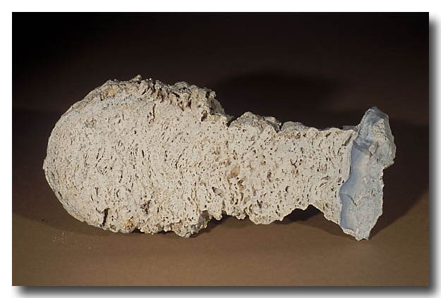 cross section of recent stromatolite  from Hamelin Pool, Shark Bay World Heritage Area, Western Australia