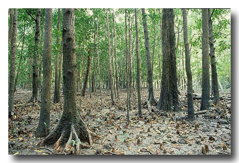 Pornupan Mangrove Forest