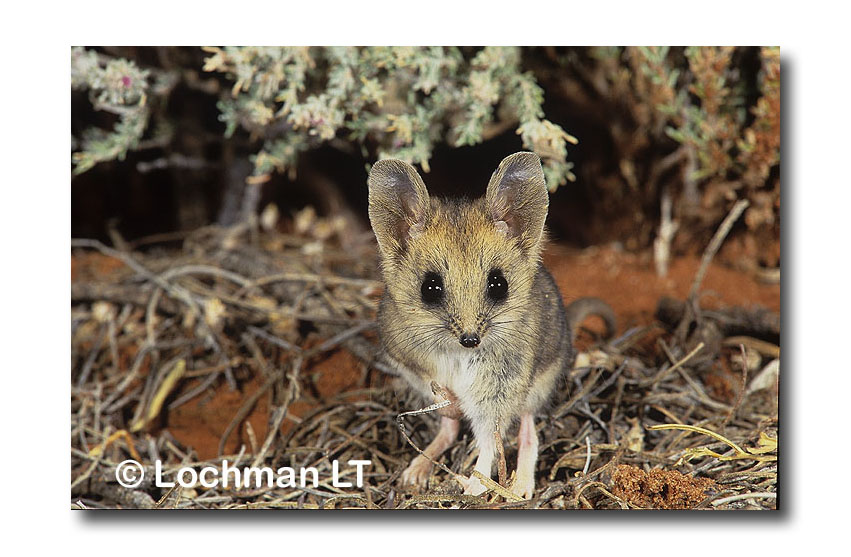 Fat-tailed Dunnart