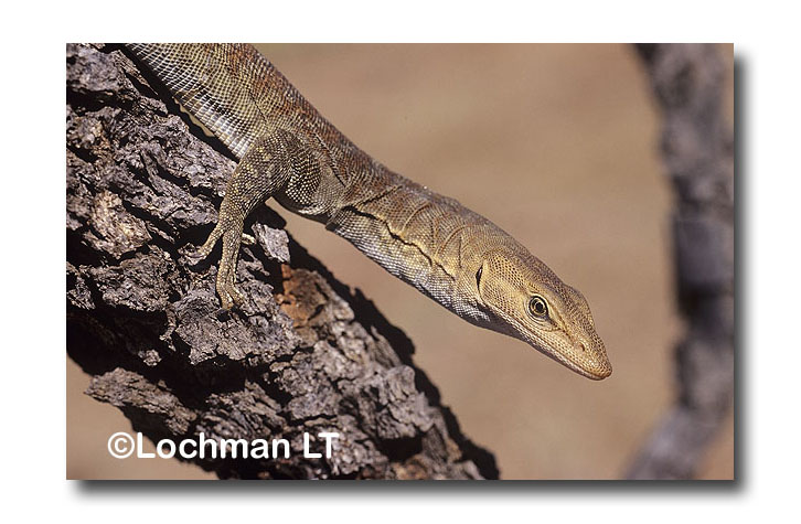 Freckled Monitor