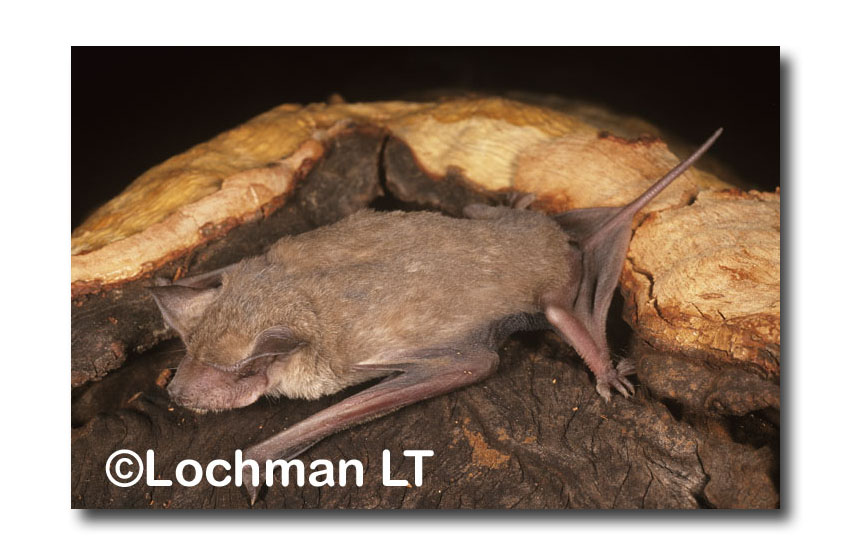 Beccaris Free tailed Bat