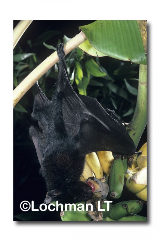 Black Fruit Bat