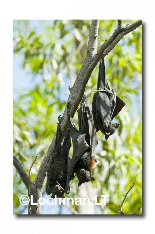 Black Fruit Bat