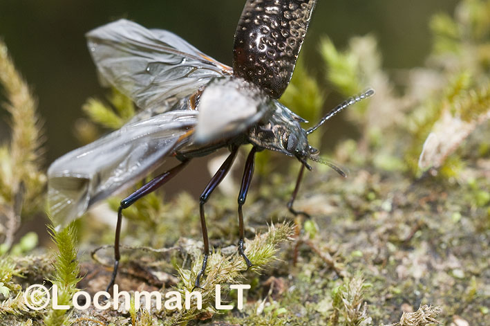 Tenebrionidae – Cyphaleus ducalis – Darkling Beetle