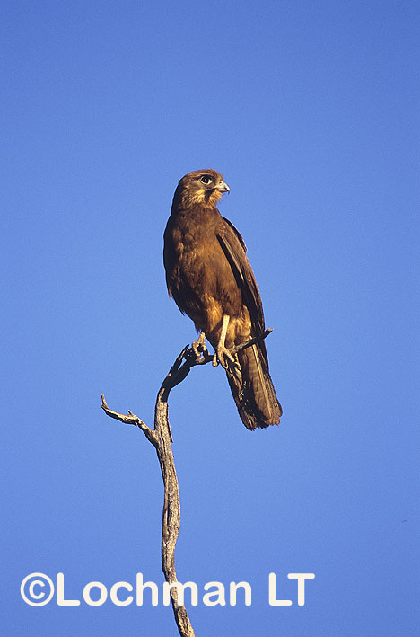 Brown Falcon