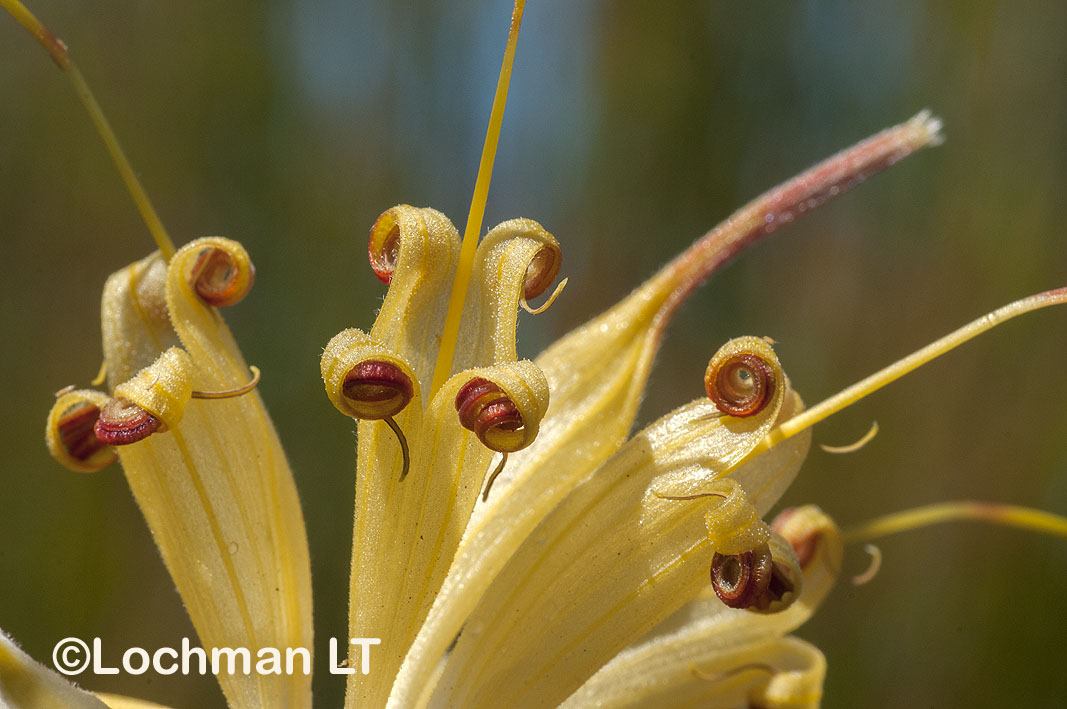Lambertia inermis – Chittick