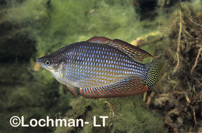 Checkered Rainbowfish