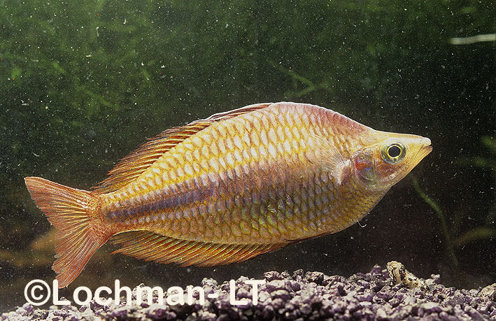 Banded Rainbowfish