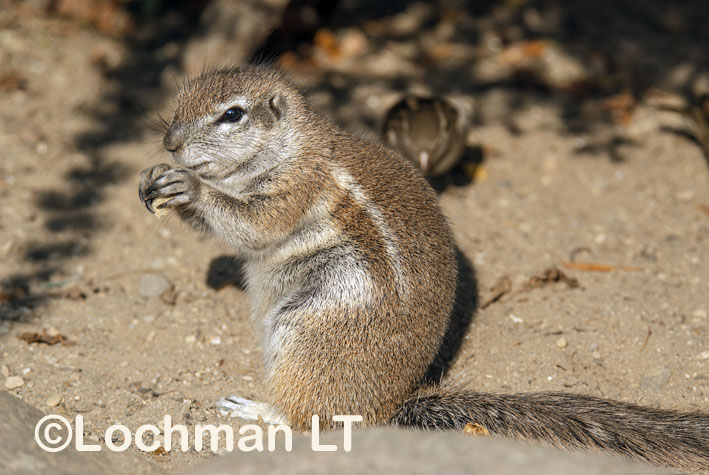 South African Ground Squirrel