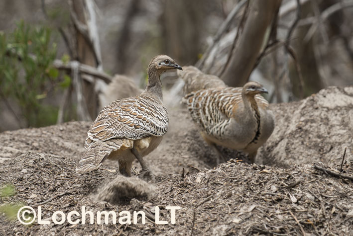 Mallee Fowl – a pair at nest