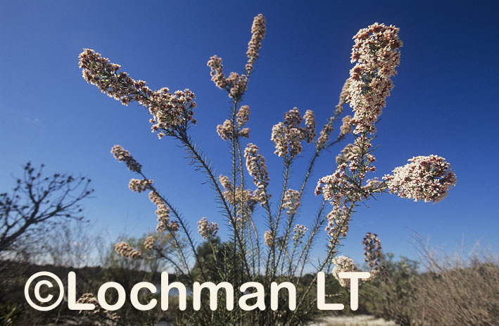 Conospermum acerosum – Needle-leaved Smokebush