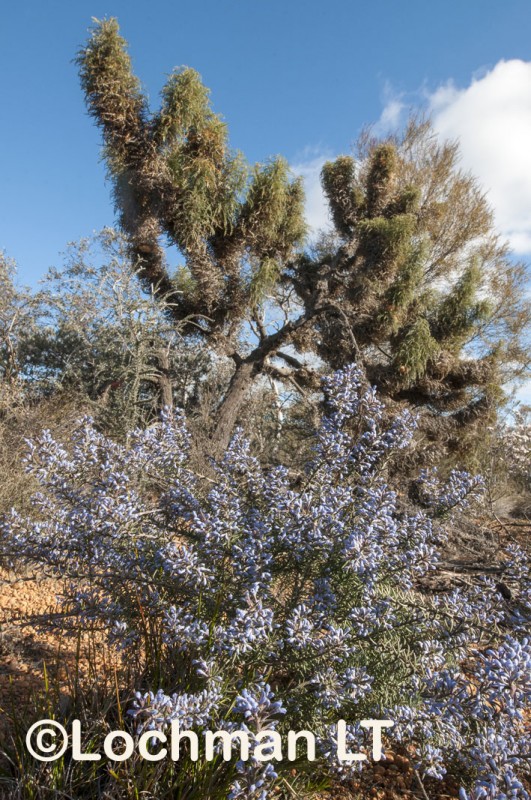 Conospermum amoenum – Blue Smokebush