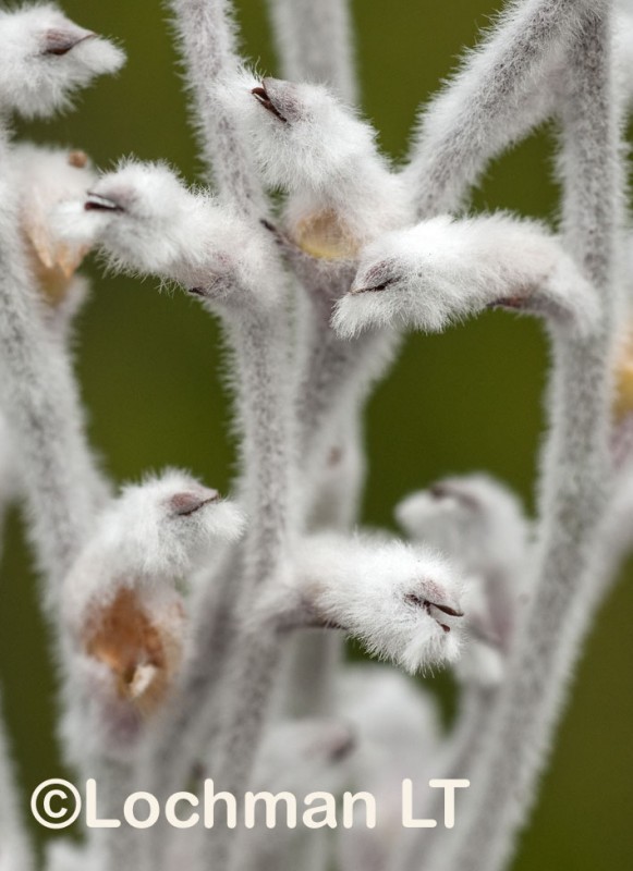Conospermum boreale – Smokebush