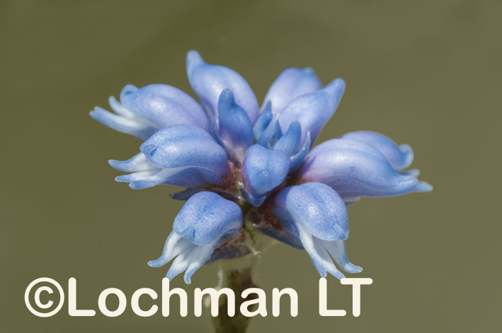 Conospermum caeruleum – Blue Smokebush