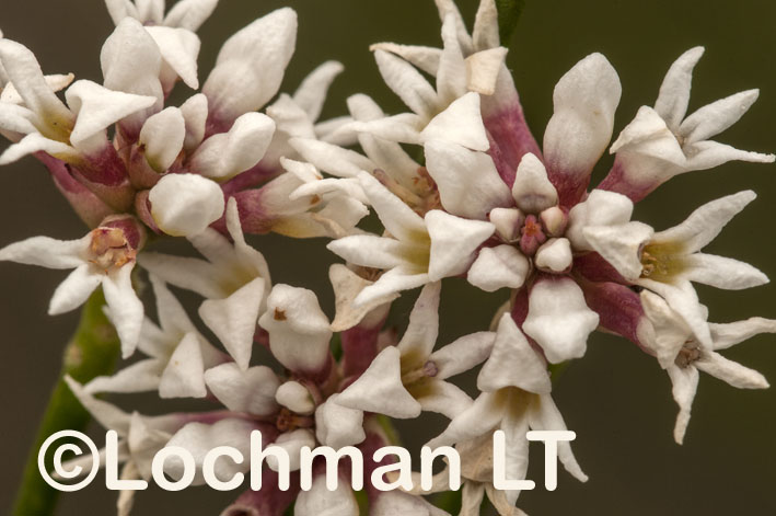 Conospermum leianthum – Smokebush