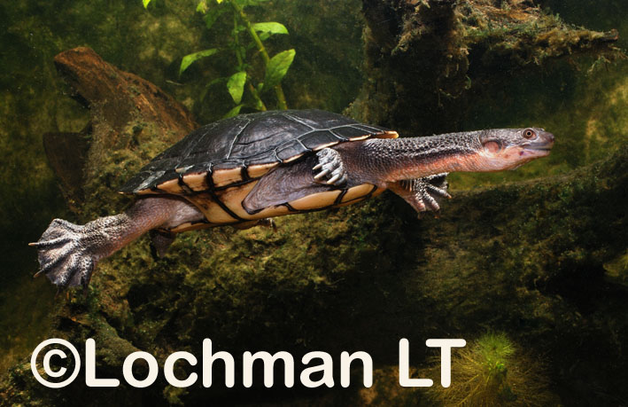 Cann’s Long-necked Turtle