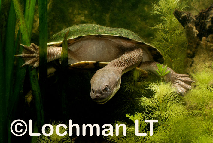 Cann’s Long-necked Turtle