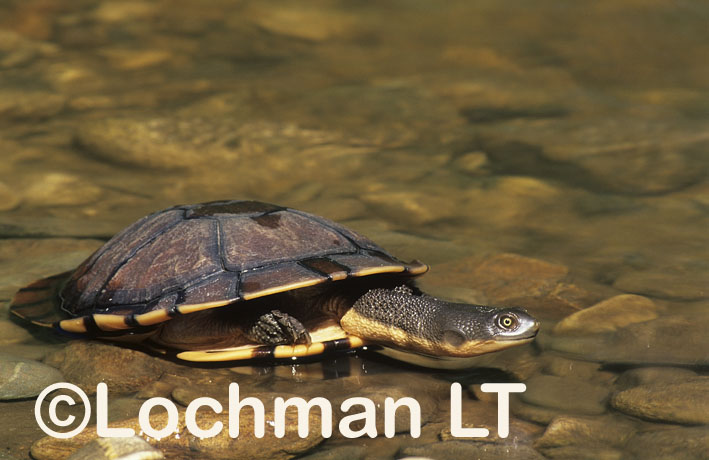 Broad-shelled River Turtle