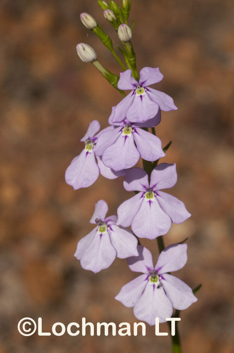 Campanulaceae – Isotoma hypocrateriformis – Woodbridge Poison