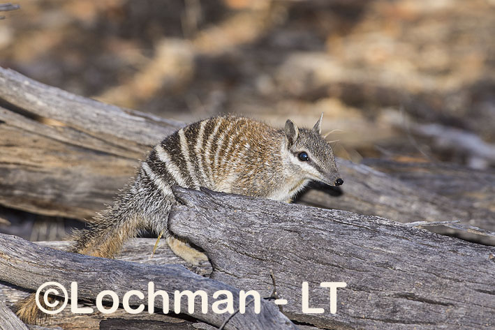 Numbat – Adult by the hollow log