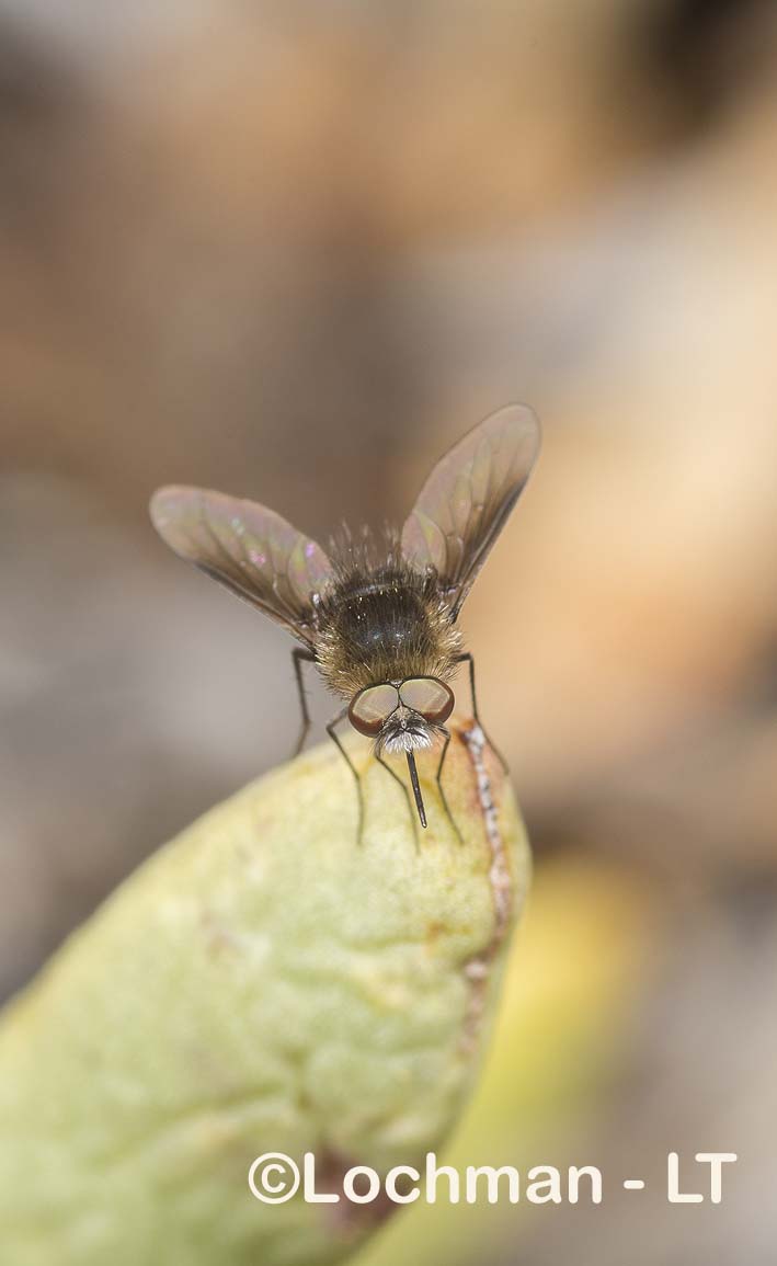 Bee Fly – Bombyliinae – Nigromyia sp. No. 09