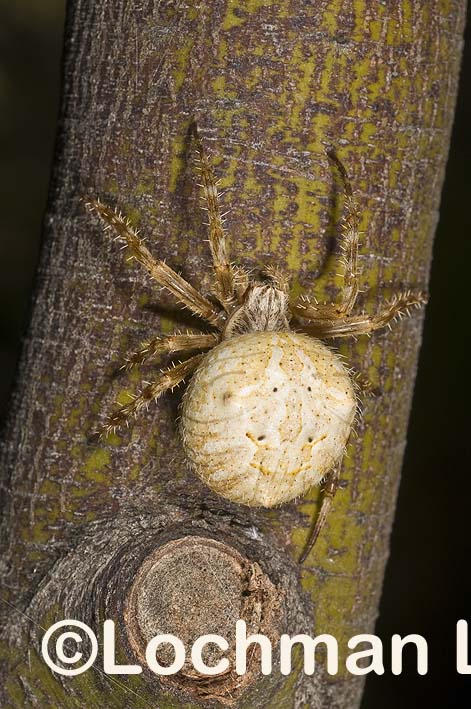 Araneidae – Araneus albidus – White-backed Orb Weaver