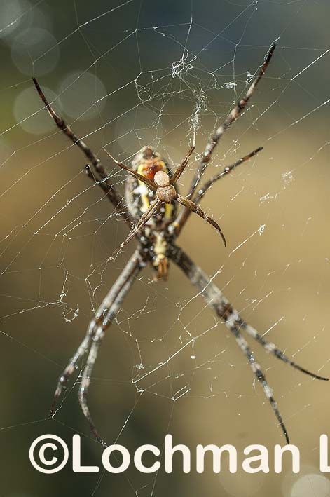 Araneidae – Argiope keyserlingi – St Andrew’s Cross Spider