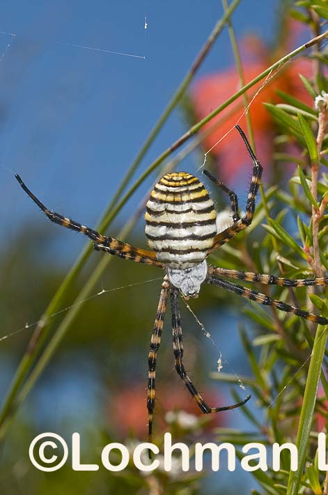 Araneidae – Argiope trifasciata – St Andrew’s Cross Spider