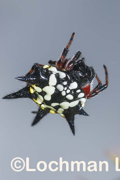 Araneidae – Austracantha minax – Jewel Spider