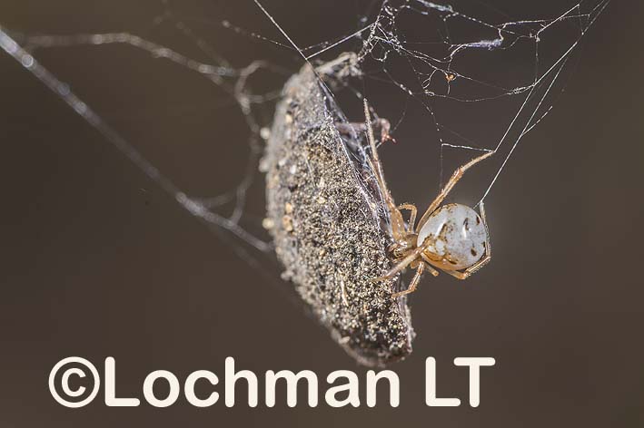 Araneidae – Deliochus zelivira – Leaf-curling Spider