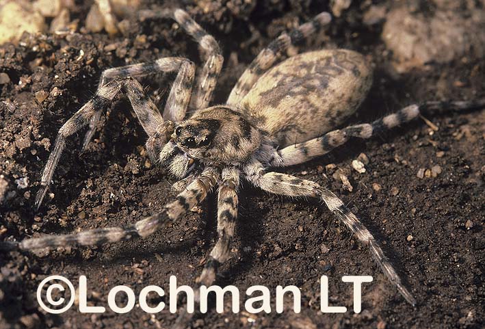 Lycosidae – Tapetosa darwini – Carpet Wolf Spider
