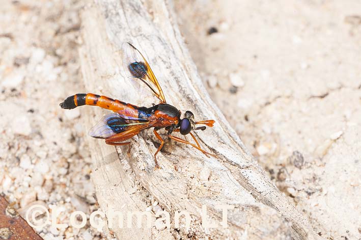 Mydidae – Mydas Fly – Miltinus cinctus