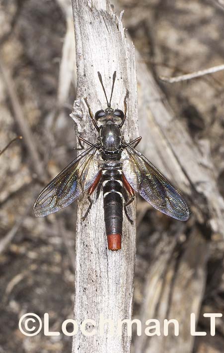 Mydidae – Mydas Fly – Miltinus stenogaster