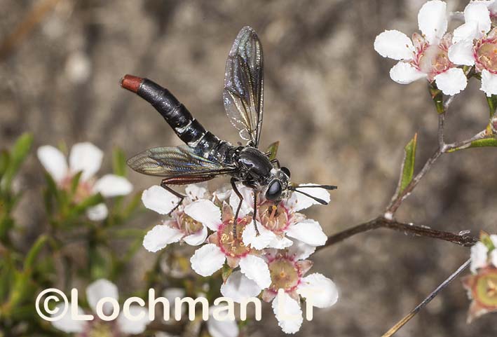 Mydidae – Mydas Fly – Miltinus stenogaster
