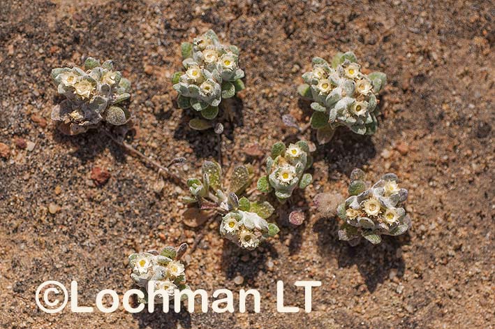 Actinobole uliginosum – Flannel Cudweed