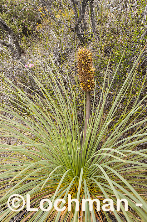 Xanthorrhoeaceae – Xanthorrhoea nana – Dwarf Grass Tree