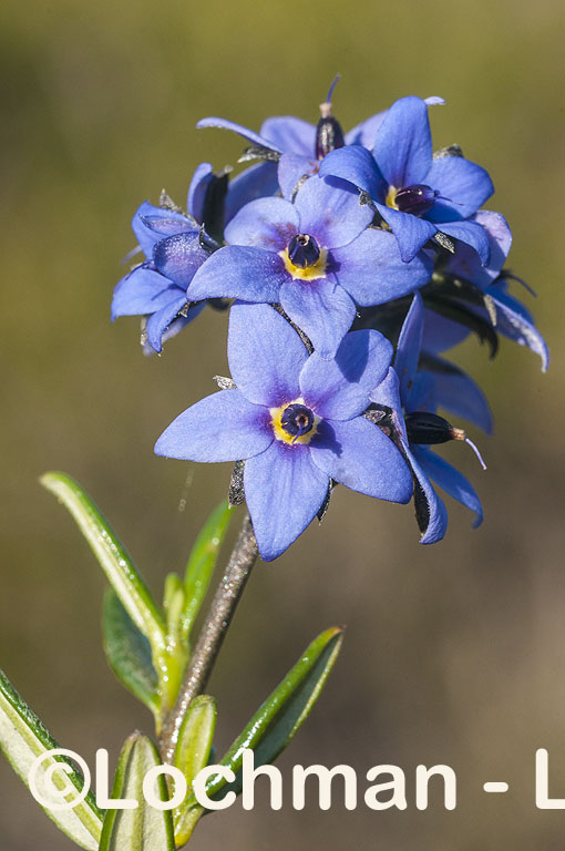 Boraginaceae – Halgania andromedifolia – Halgania